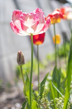 Selective focus of one pink or lilac tulip in a garden with green leaves. Blurred background. A flower that grows among the grass on a warm sunny day. Spring and Easter natural background with tulip