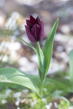 Selective focus of one purple tulip in the garden with green leaves. Blurred background. A flower that grows among the grass on a warm sunny day. Spring and Easter natural background with tulip