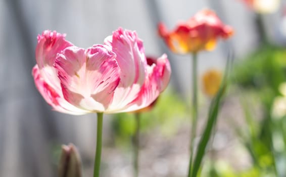 Selective focus of one pink or lilac tulip in a garden with green leaves. Blurred background. A flower that grows among the grass on a warm sunny day. Spring and Easter natural background with tulip