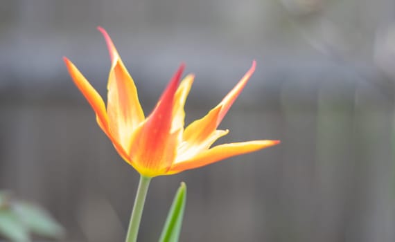 Selective focus of one red tulip in the garden with green leaves. Blurred background. A flower that grows among the grass on a warm sunny day. Spring and Easter natural background with tulip