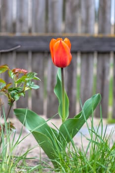Selective focus of one red tulip in the garden with green leaves. Blurred background. A flower that grows among the grass on a warm sunny day. Spring and Easter natural background with tulip