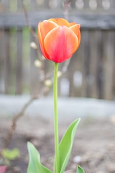 Selective focus of one red tulip in the garden with green leaves. Blurred background. A flower that grows among the grass on a warm sunny day. Spring and Easter natural background with tulip