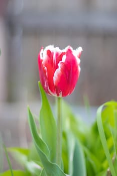 Selective focus of one red tulip in the garden with green leaves. Blurred background. A flower that grows among the grass on a warm sunny day. Spring and Easter natural background with tulip