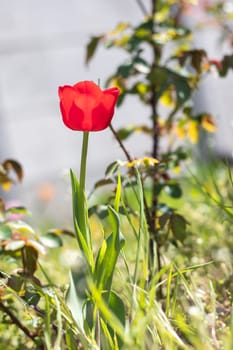 Selective focus of one red tulip in the garden with green leaves. Blurred background. A flower that grows among the grass on a warm sunny day. Spring and Easter natural background with tulip
