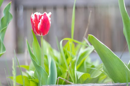 Selective focus of one red tulip in the garden with green leaves. Blurred background. A flower that grows among the grass on a warm sunny day. Spring and Easter natural background with tulip