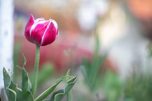 Selective focus of one pink or lilac tulip in a garden with green leaves. Blurred background. A flower that grows among the grass on a warm sunny day. Spring and Easter natural background with tulip
