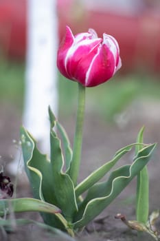 Selective focus of one pink or lilac tulip in a garden with green leaves. Blurred background. A flower that grows among the grass on a warm sunny day. Spring and Easter natural background with tulip