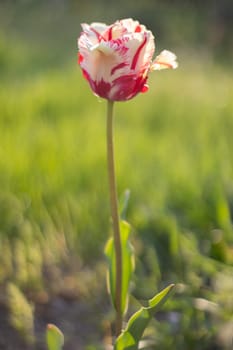 Selective focus of one red tulip in the garden with green leaves. Blurred background. A flower that grows among the grass on a warm sunny day. Spring and Easter natural background with tulip