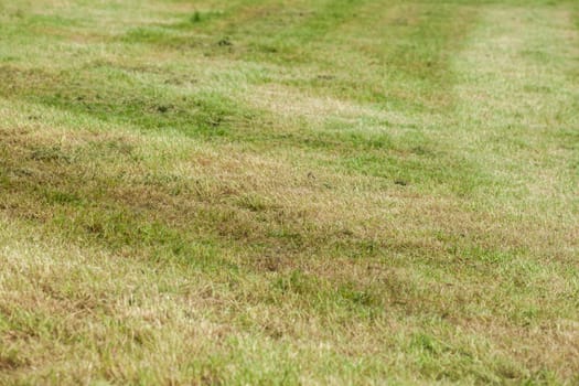 Freshly mowed lawn on a dike, Germany