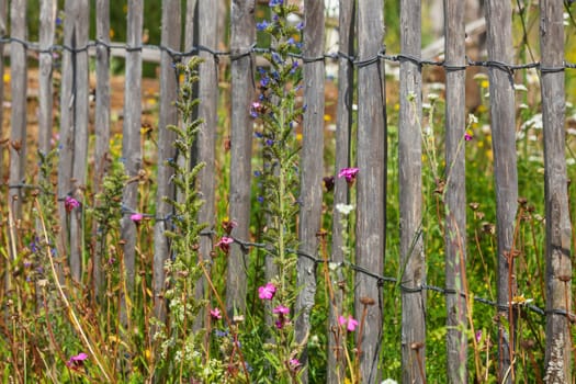 Old wooden garden fence with flower meadow, Germany