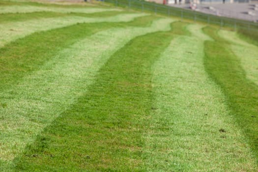 Freshly mowed lawn on a dike, Germany