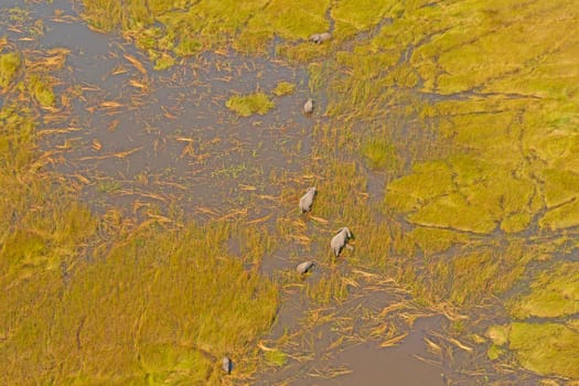 A Family of Elephants Wandering Through the Okavango Delta in Botswana