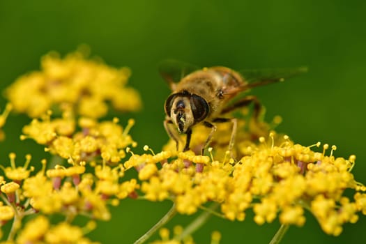 Drone fly, hoverfly on a flower of a fennel
