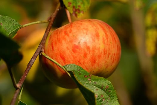 ripe apple on a tree