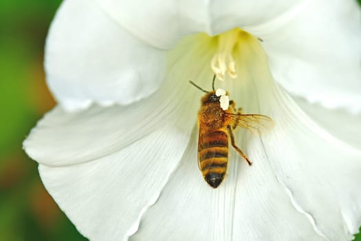honey bee in a hedge-bindweed flower