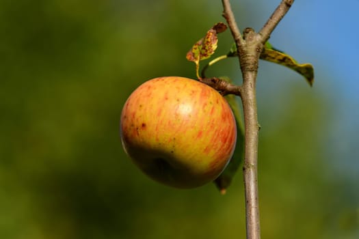 ripe apple on a tree
