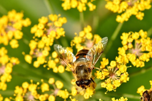 Drone fly, hoverfly on a flower of a fennel