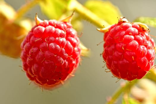 raspberry, macro of a ripe fruit