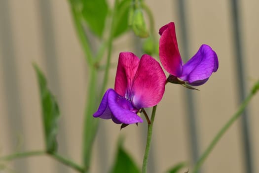 American vetch, flowers in summer on a fence in Germany