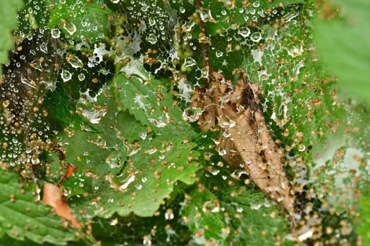 spider web with raindrops