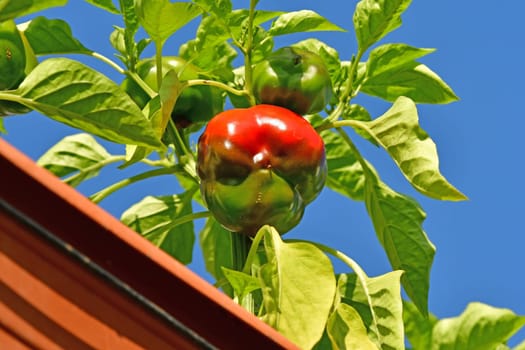 pepper plant, cultivation on a balcony