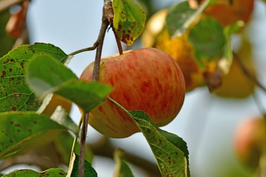 ripe apple on a tree