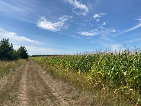 Field of ripe corn bushes on a the field