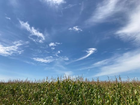 Field of ripe corn bushes on a the field