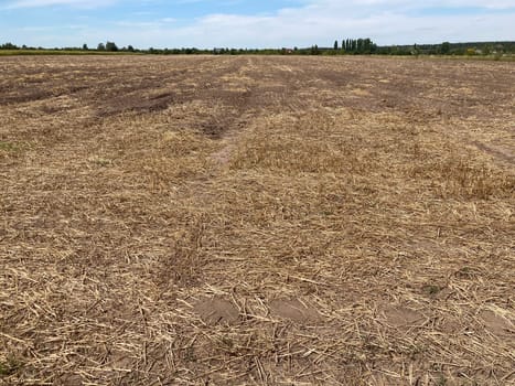 Panorama of a field the after harvest