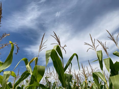 Field of ripe corn bushes on a the field