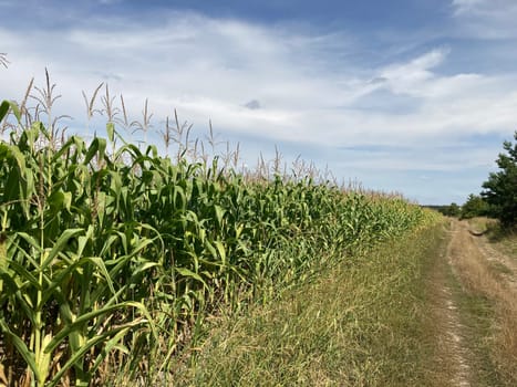 Field of ripe corn bushes on a the field