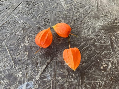Red fruits of a the physalis plant