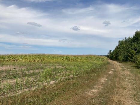 Panorama of a field the after harvest