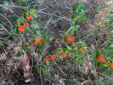 Red fruits of a the physalis plant