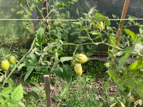 Tomatoes ripen in a the greenhouse