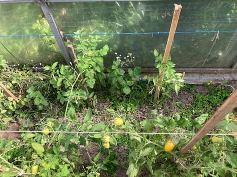 Tomatoes ripen in a the greenhouse