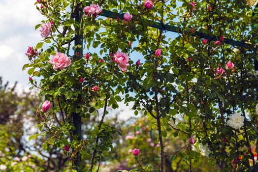 Bush of beautiful climbing roses in a garden. Filtered shot
