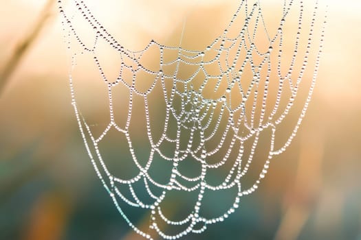 Intricate spider web with water droplets on pastel background.