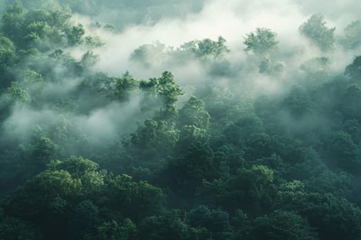 Aerial view of lush green forest canopy enveloped in ethereal morning mist, creating a dreamy atmosphere.