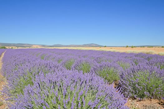 Expansive lavender field in foreground with distant mountains and clear blue sky, showcasing a picturesque rural landscape.