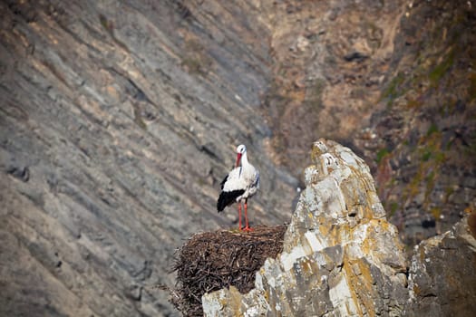 Stork on a Cliff at Western Coast of Portugal. Horizontal shot