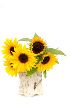 Sunflowers (helianthus) in a vase - white background