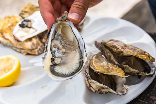 Male hand holding oysters on a plastic plate near the sea