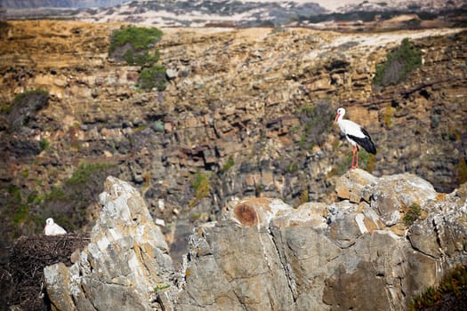 Storks on a Cliff at Western Coast of Portugal. Horizontal shot