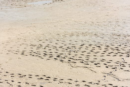 Human footprints on the sand of the sea bottom during a low tide