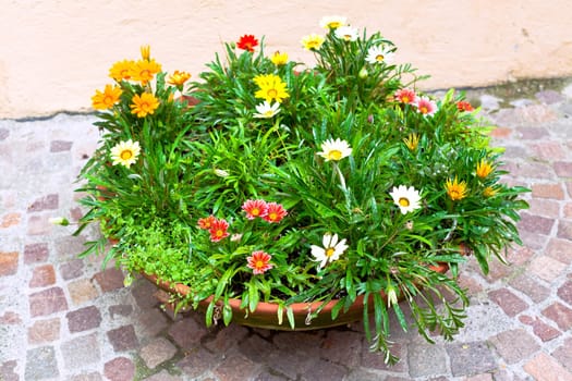 multicolored flowerbed on a street. horizontal shot.