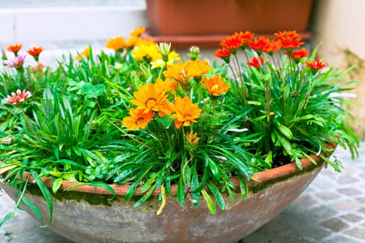 multicolored flowerbed on a street. horizontal shot. small GRIP