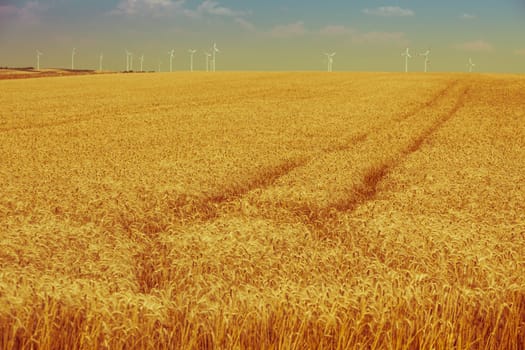 Ripe Cereal field. Filtered Shot with a selective focus
