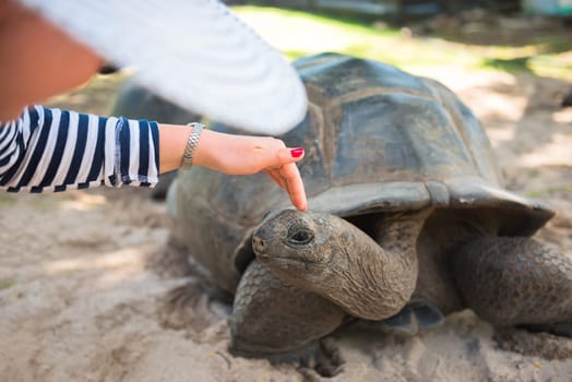 Women touches Aldabran seychelles giant tortoise head at Seychelles