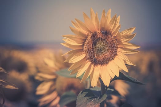 Sunflowers Field view. Filtered shot with a selective focus